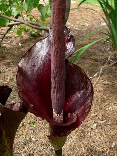 {Amorphophallus konjac}